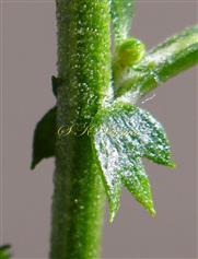 Stipules trifid